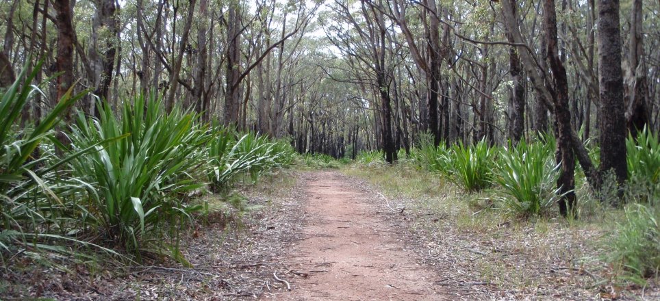 post-fire grove, Dharawal State Conservation area