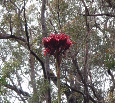 Gymea Lily, Dharawal State Conservation area