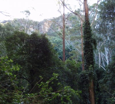 A view of some sheer rockface of the Illawarra Escaprment