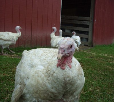 Turkey at Farm Sanctuary, New York State.