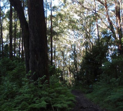 Some of the tighter single track sections on the Illawarra Escaprment Trail.